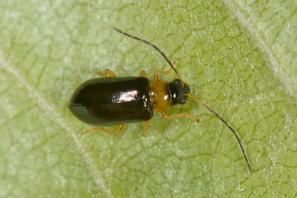 Chrysomelidae: Luperus sp. (L. pygmaeus opp. L. leonardii)